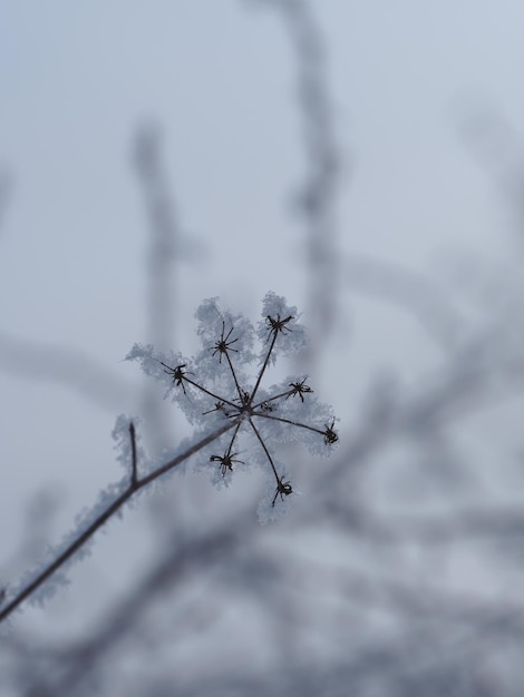 Photo une plante gelée avec de la glace dessus et le mot pissenlit dessus