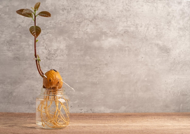 La plante de germe d'avocat de la graine pousse avec la racine dans un verre d'eau avec espace de copie.