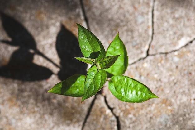 Plante germée dans une fissure de pierre vitalité capacité de survie résilience renaissance et nouveau concept de vie