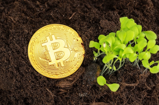 Plante de germination et croissance du bitcoin de la crypto-monnaie bitcoin