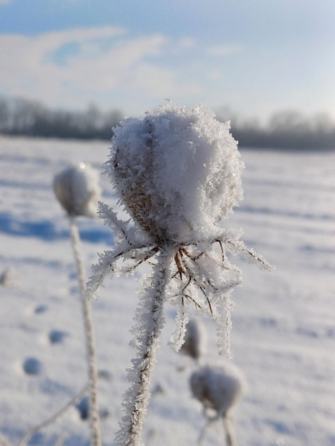 Photo plante glacée