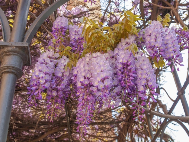 Plante de glycine glycine fleur rose