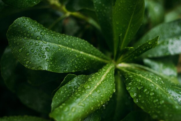 une plante avec des gouttes de pluie et une feuille verte