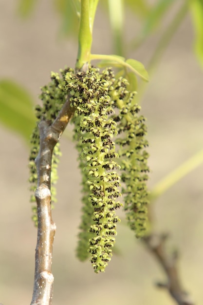 Photo une plante avec un grand groupe d'abeilles dessus