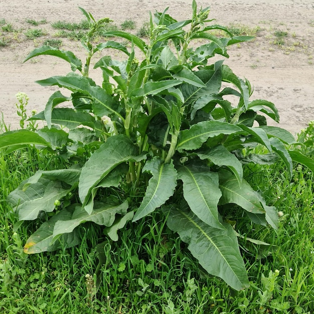 Une plante avec de grandes feuilles et une grande feuille verte.