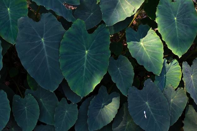 plante à grandes feuilles en plein air