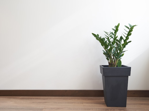 Plante Gree sur mur blanc. Zamioculcas zamiifolia