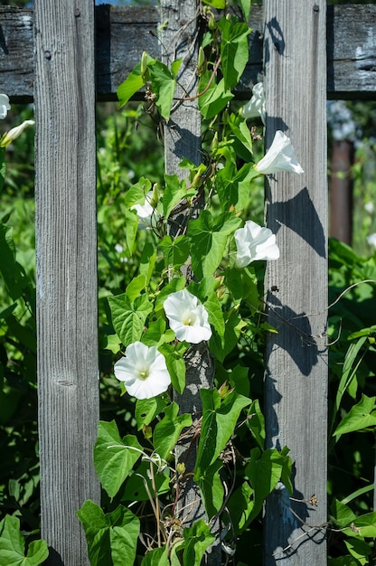 Plante grimpante avec de belles fleurs blanches sur une vieille clôture en bois dans le jardin