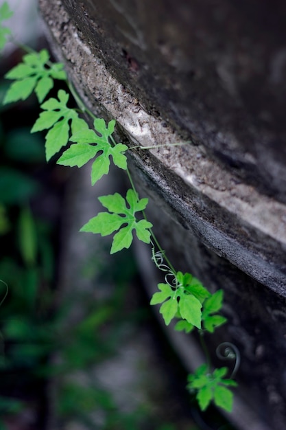 Plante grimpante de melon amer sur une clôture en béton