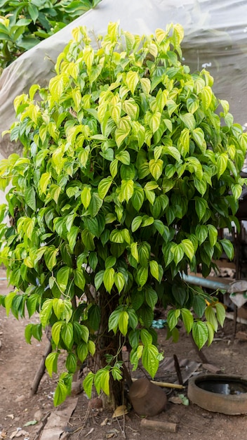 Plante grimpante verte sur bois