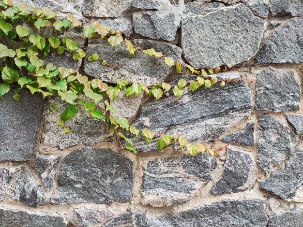 Plante grimpante verte de lierre sur le mur en pierre de granit