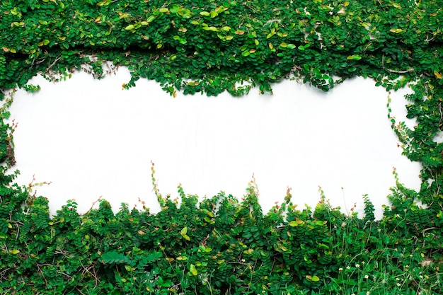 Plante grimpante verte sur le mur blanc