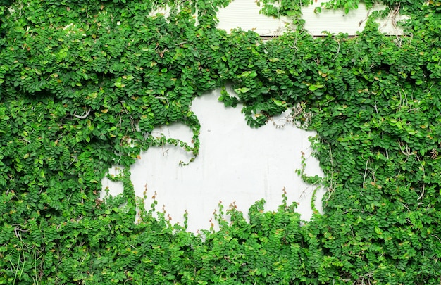 Plante grimpante verte sur le mur blanc