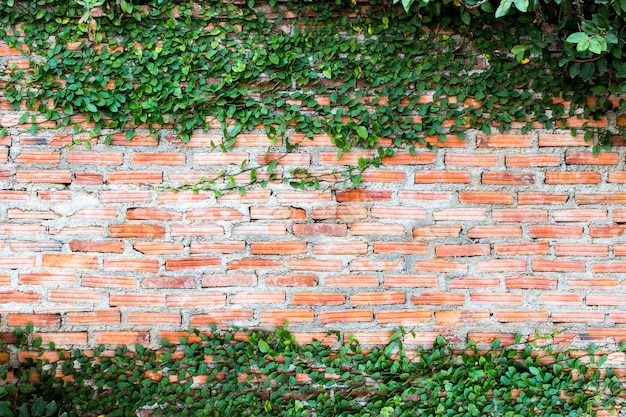 Plante grimpante verte sur le mur blanc