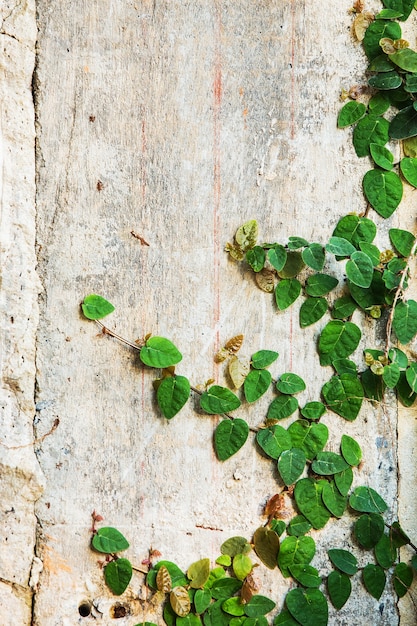 Plante grimpante verte sur un mur blanc