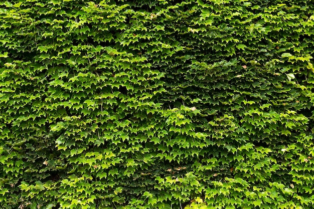 Plante grimpante verte sur un mur