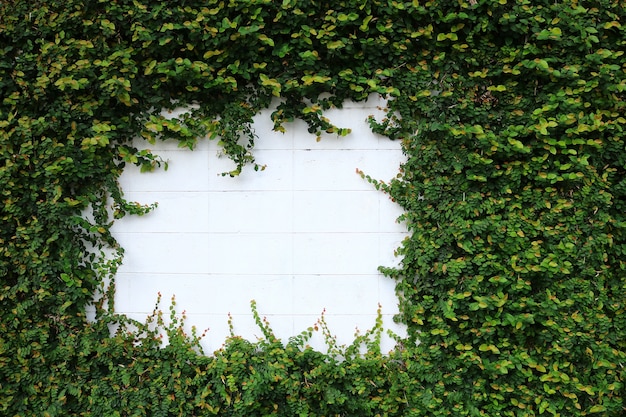 plante grimpante verte sur le mur