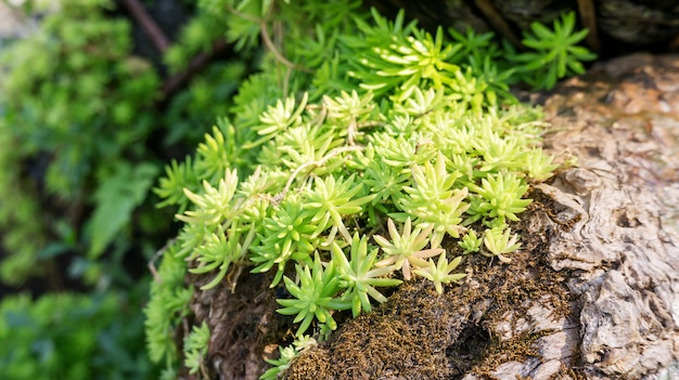 Plante grimpante verte succulente dans un jardin.