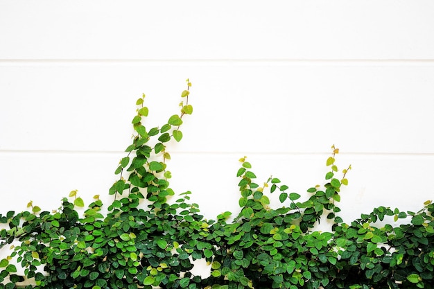 Plante grimpante verte sur la surface du mur blanc