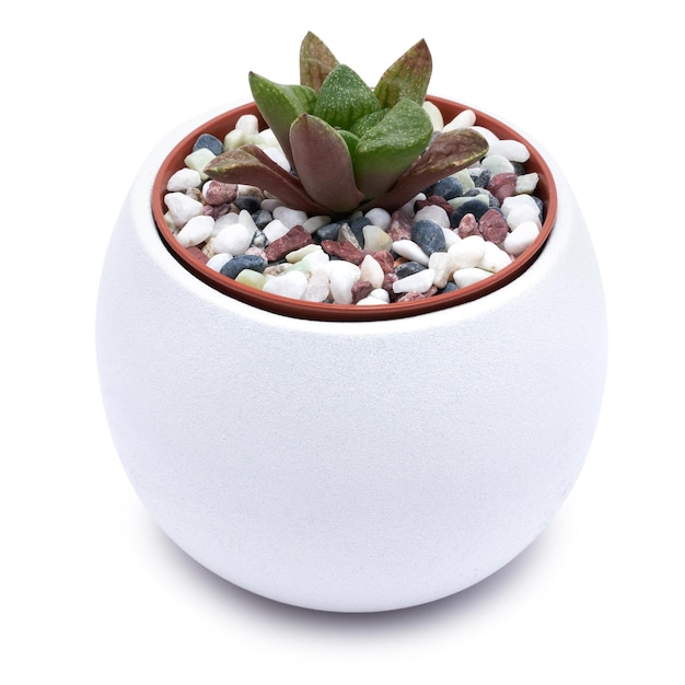 Plante haworthia succulente en pot isolée sur fond blanc