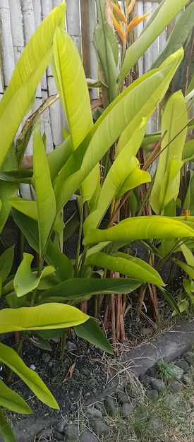 Photo plante d'heliconia psittacorum prise de près