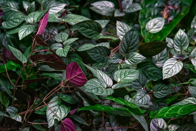 Plante Hemigraphis alternata verte au zoo.