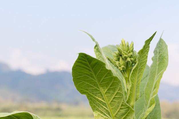 Plante herbacée Nicotiana tabacum