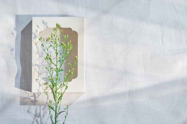 Plante herbacée verte dans un cadre blanc sur fond blanc