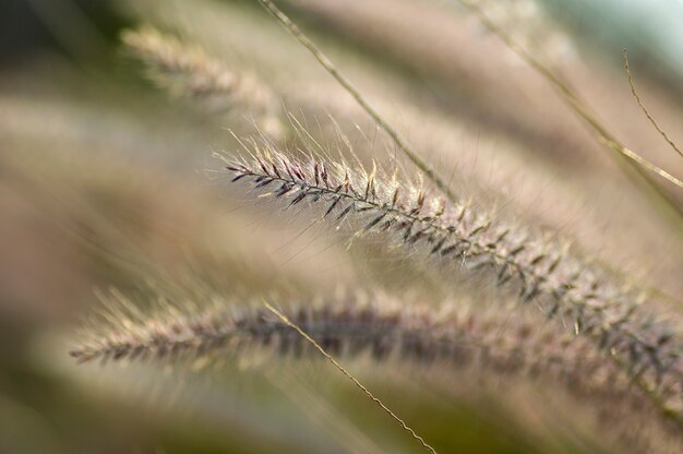 Plante d'herbe fontaine dans le jardin