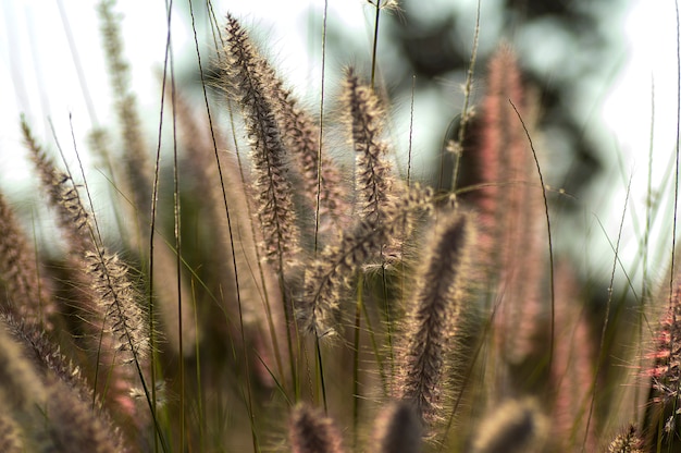 Plante d'herbe fontaine dans le jardin