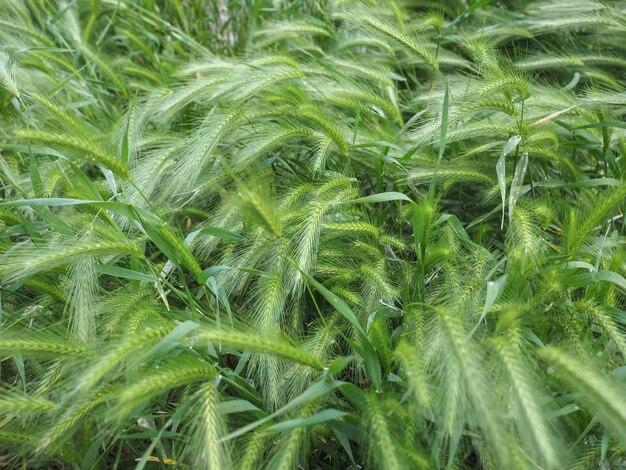 Plante d'herbe Hordeum murinum