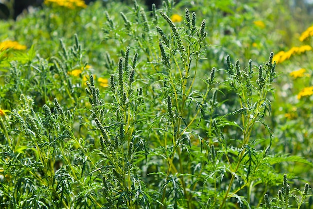 Plante d'herbe à poux