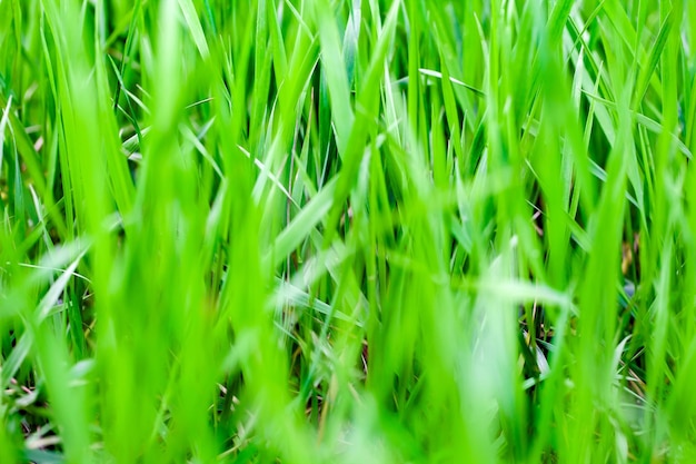 Plante d'herbe verte en gros plan sur la pelouse en plein air mise au point sélective