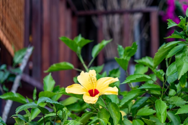 Plante d'hibiscus jaune dans le jardin. maison sur le fond