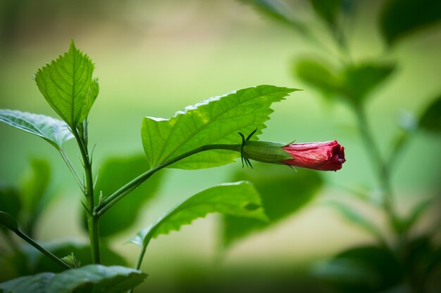 Plante d&#39;Hibiscus