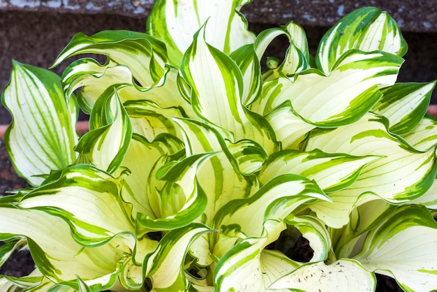 Plante Hosta Undulata close-up et macro, plante d'intérieur