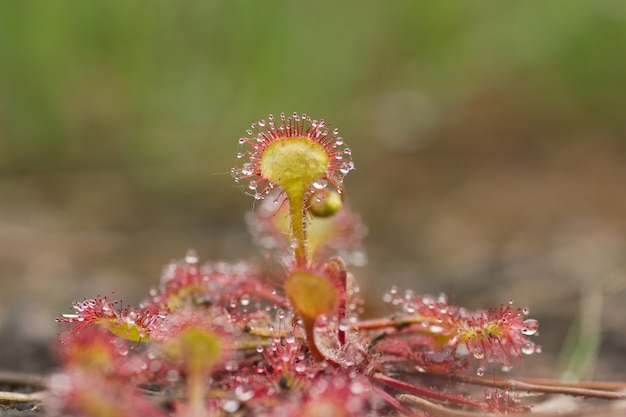 plante insectivore dans la nature