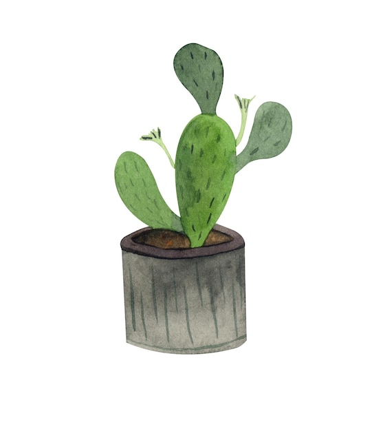 Plante d'intérieur dans le pot cactus succulent Illustration aquarelle peinte à la main isolée sur fond blanc