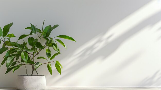 Plante d'intérieur dans un pot sur un fond de mur blanc avec des ombres