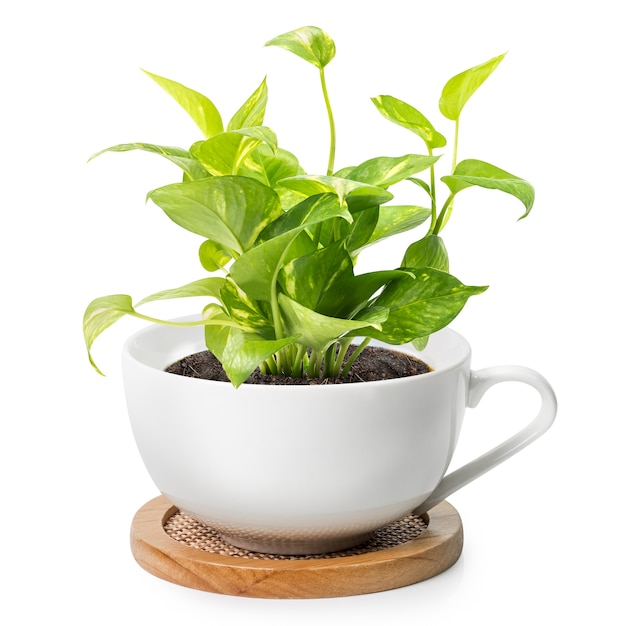 Plante d'intérieur dans une tasse à café