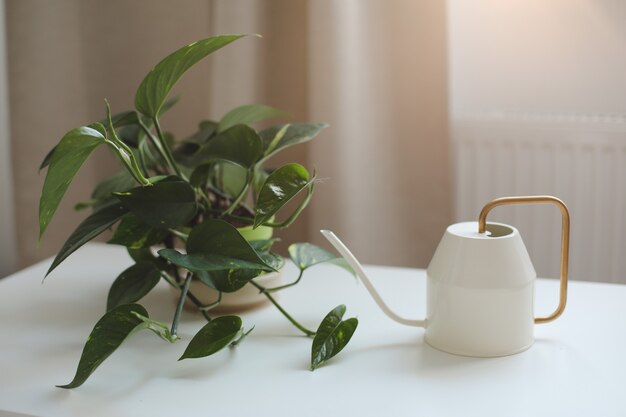 plante d'intérieur décorative dans un pot avec un arrosoir à l'intérieur d'un salon lumineux et confortable