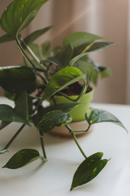 plante d'intérieur décorative avec de grandes feuilles vertes sur fond blanc