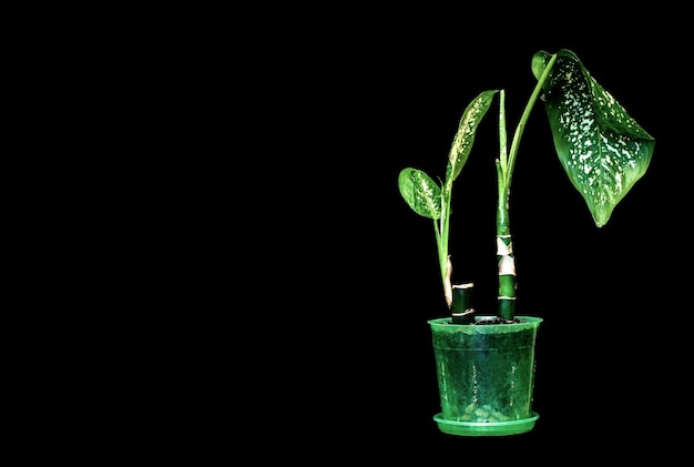 Plante d'intérieur dieffenbachia sur fond noir