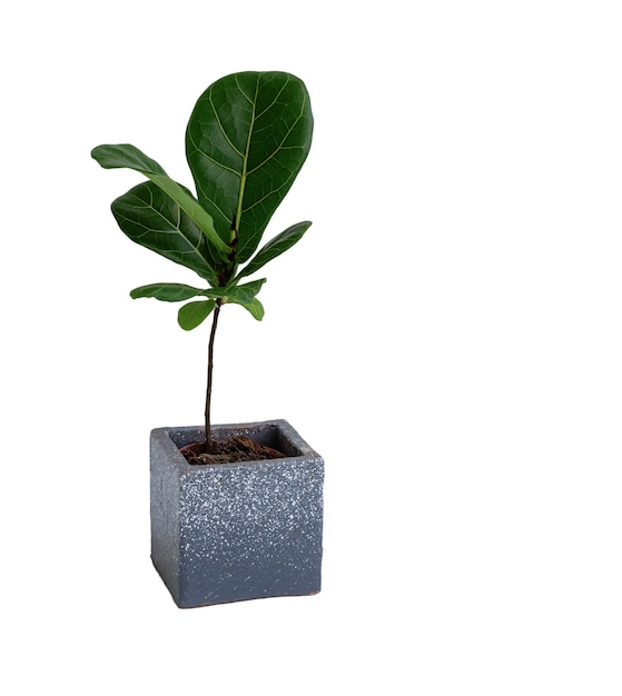 Plante d'intérieur élégante Mininmal dans un pot en béton moderne isolé sur une surface blanche, Fiddle leaf Fig ou Ficus Lyrata célèbre arbre intérieur