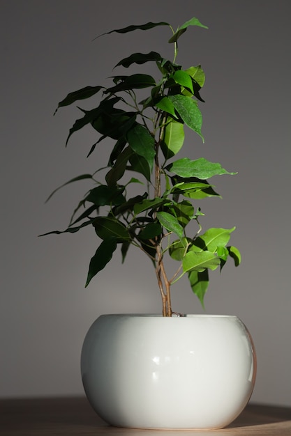 Plante d'intérieur ficus benjamin en pot gris à l'intérieur