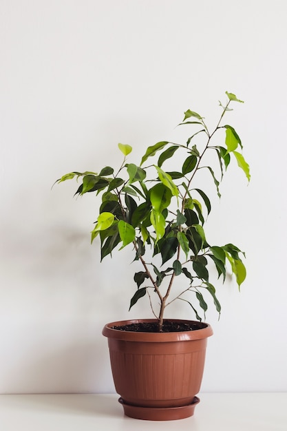 Plante d'intérieur ficus benjamin en pot sur tableau blanc. Plante d'intérieur scandinave.