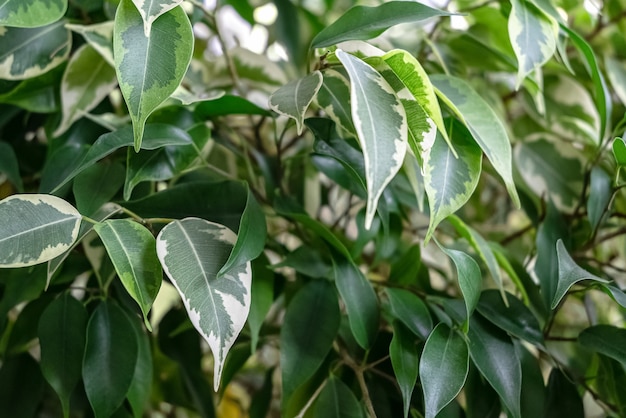 Plante d'intérieur Ficus benjamina avec des feuilles vertes et panachées de différentes couleurs. Fond naturel