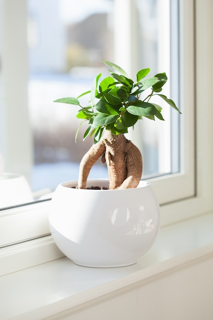 Plante d'intérieur ficus microcarpa ginseng en pot de fleurs blanc