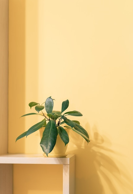 Plante d'intérieur ficus vert en pot de fleurs sur une étagère en bois carrée avec ombre sur mur jaune