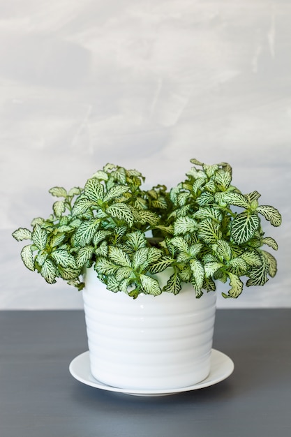 Plante d'intérieur Fittonia albivenis dans un pot de fleurs blanc